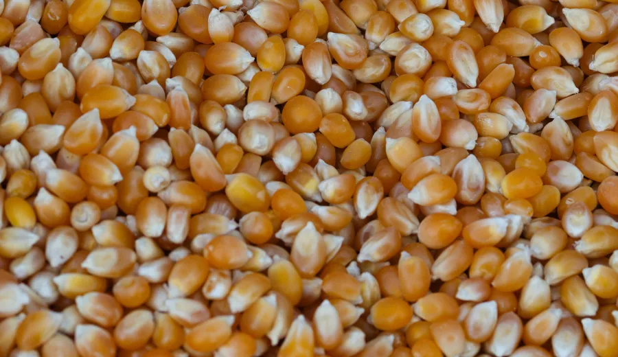 Corn