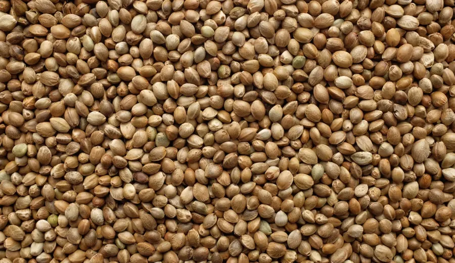 Hemp Seeds