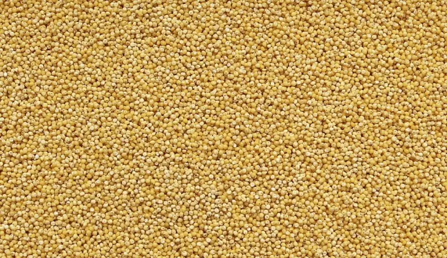 Millet