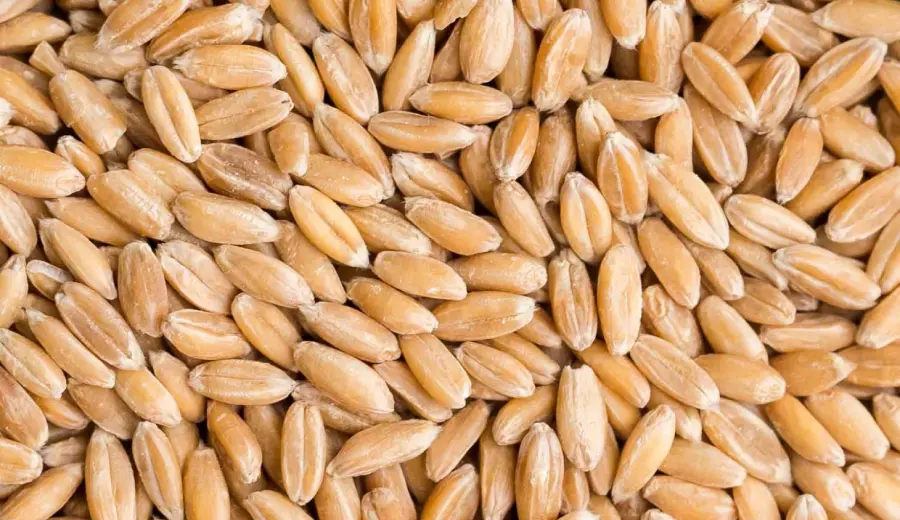 Spelt