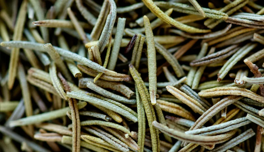 Rosemary