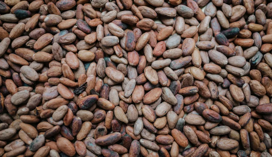 Cacao Beans