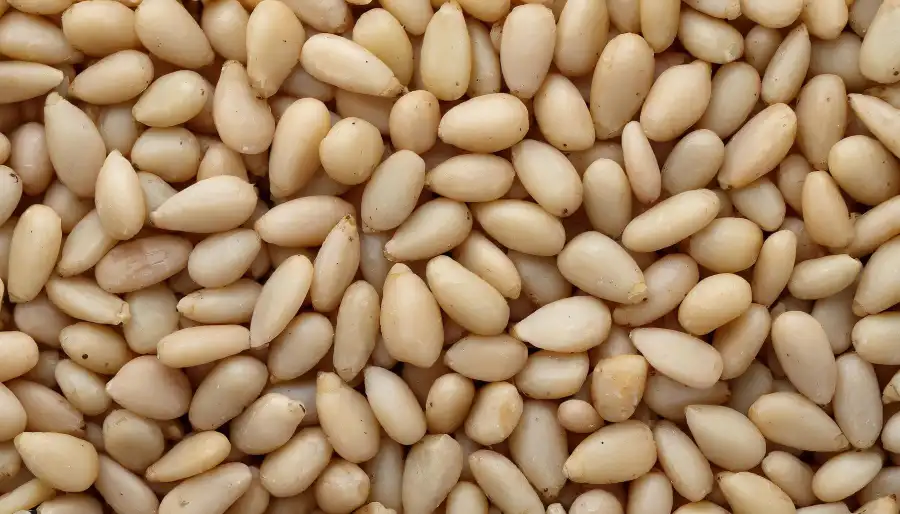 Pine Nuts