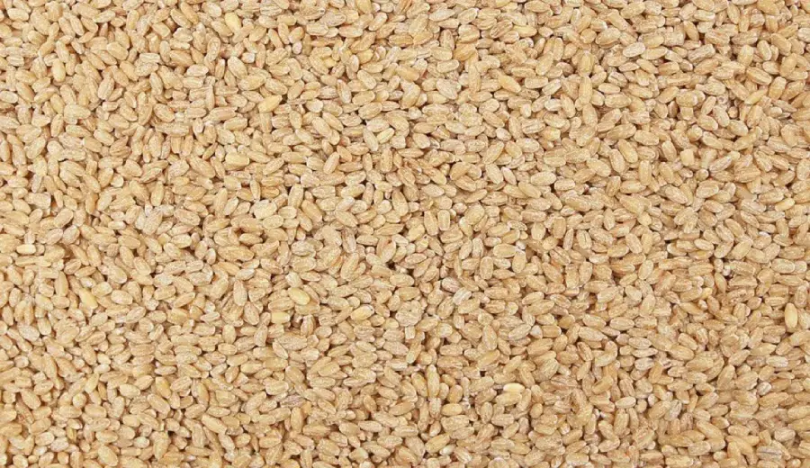 Barley