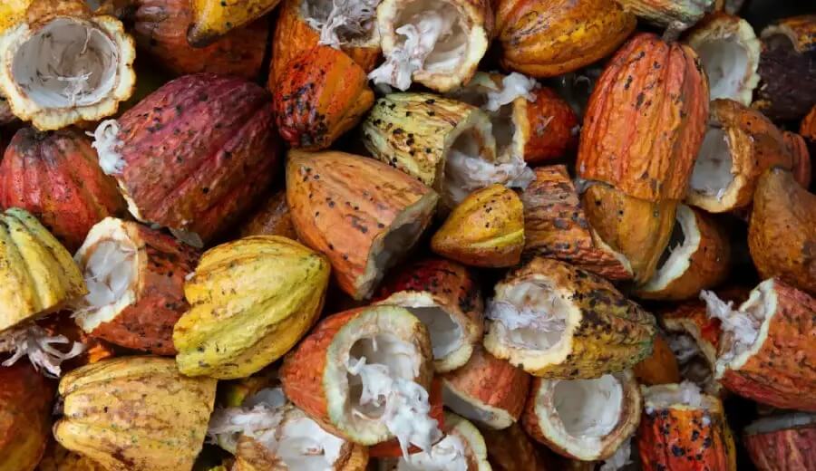 Cacao